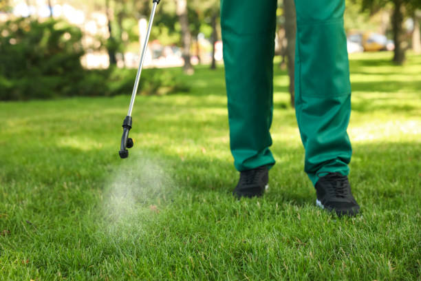 Best Mosquito Control Services  in Boyd, TX