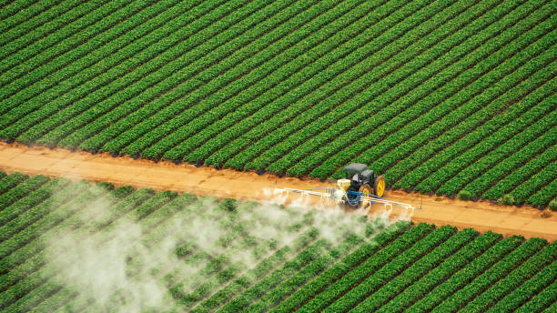 Best Pest Removal Services  in Boyd, TX