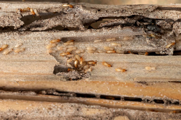 Best Affordable Pest Control Services  in Boyd, TX