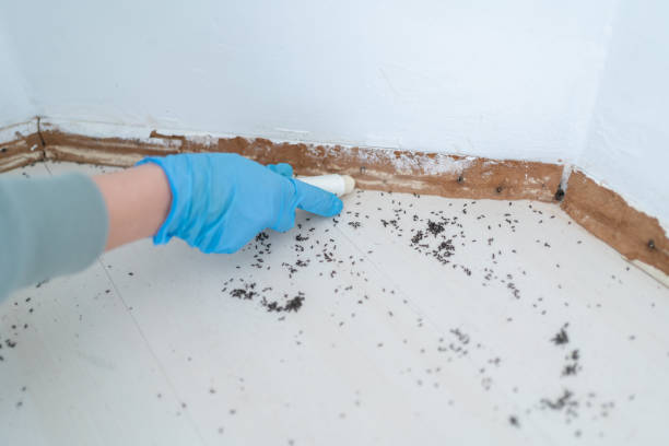 Best Best Pest Control Companies  in Boyd, TX